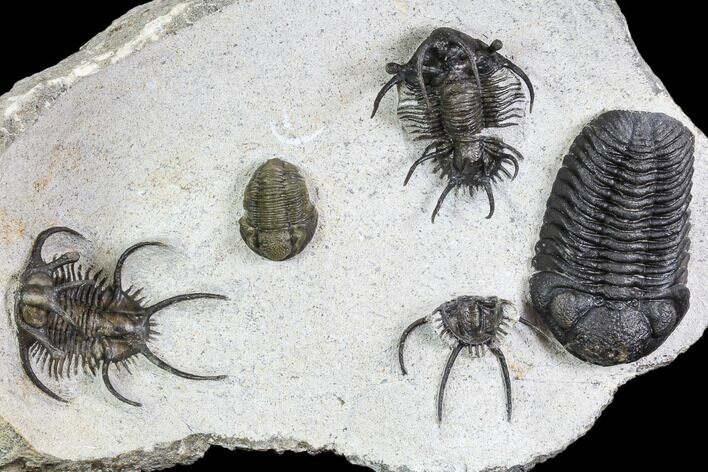 Ceratarges, Morocops & Gerastos Trilobite Plate #108697